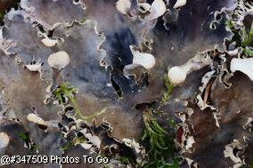 Fungi