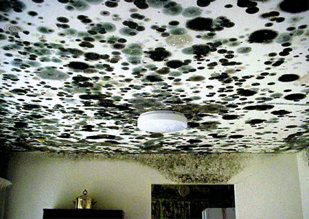 epamoldceiling.jpeg