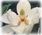 magnolia.jpg